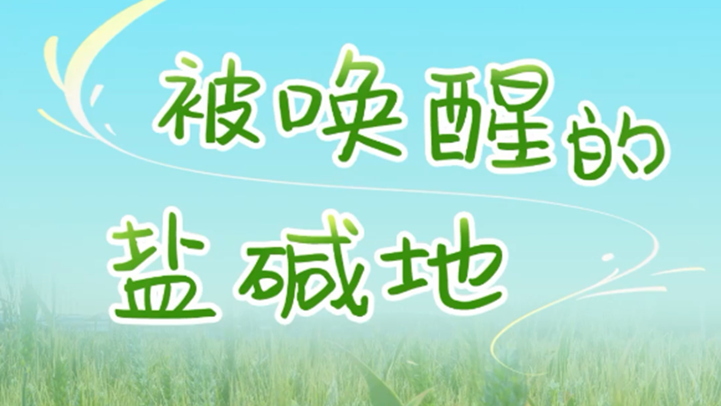 百姓看聯(lián)播丨被喚醒的鹽堿地